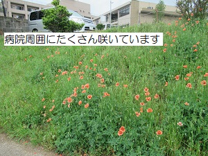 オレンジ色の花が気になって 医療法人社団有相会 最成病院